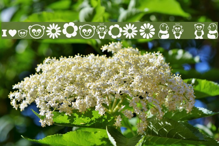 Pandamonium BV Example 2