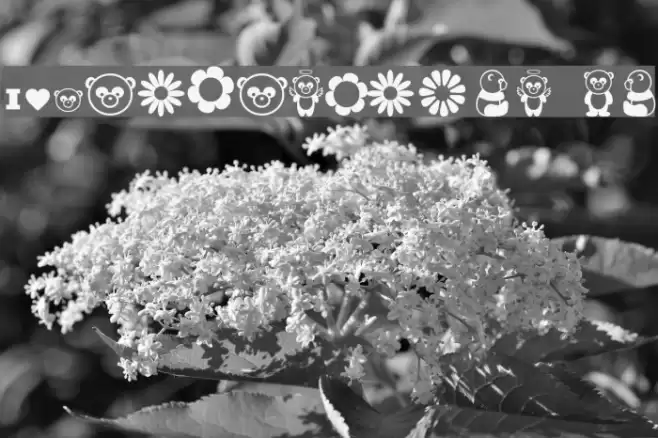 Pandamonium BV Font examples