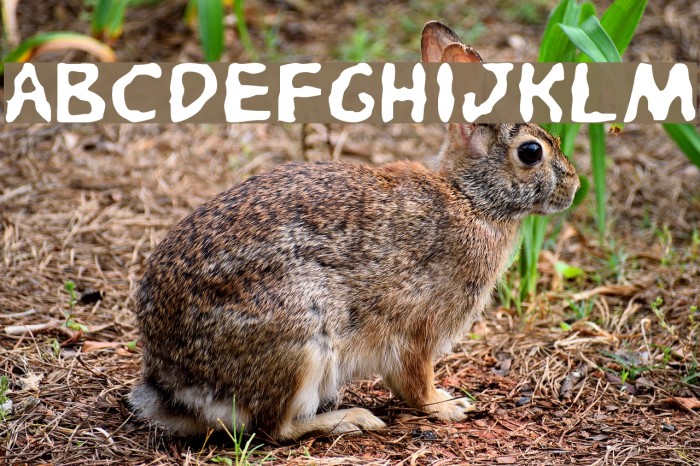 Pandemonious Puffery Light Font examples