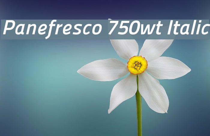 Panefresco 750wt Italic Font examples