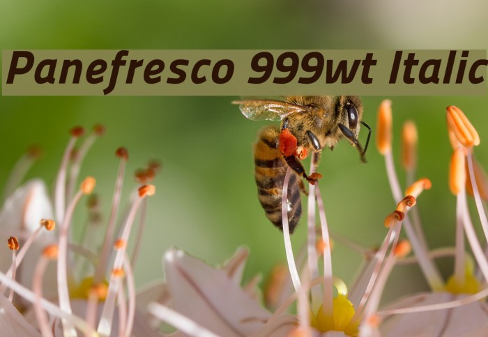 Panefresco 999wt Italic Font examples