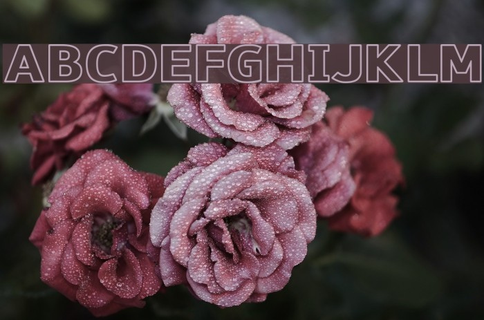 Paneuropa Bankette Font examples