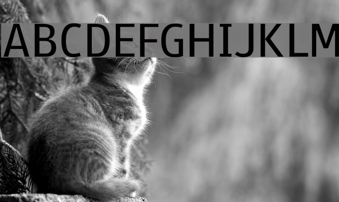 Paneuropa Street Font examples
