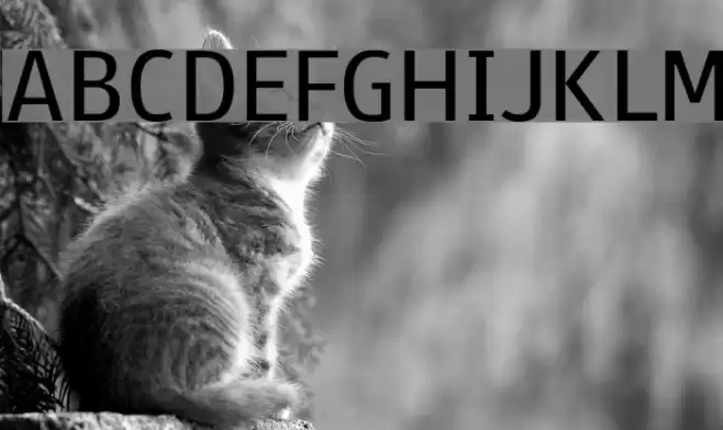 Paneuropa Street Font examples