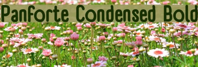 Panforte Condensed Bold Example 2