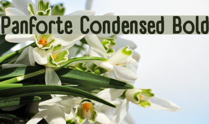 Panforte Condensed Bold Font examples
