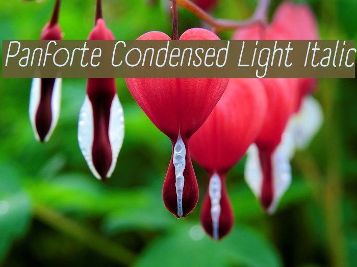 Panforte Condensed Light Italic Font examples
