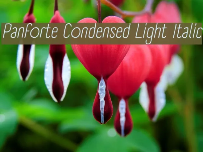 Panforte Condensed Light Italic Example 3