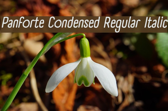 Panforte Condensed Regular Italic Font examples