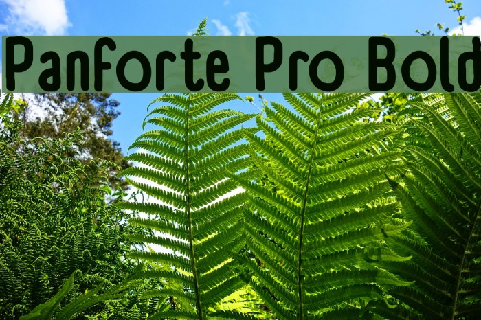 Panforte Pro Bold Font examples