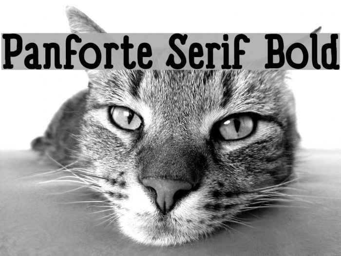 Panforte Serif Bold Font examples