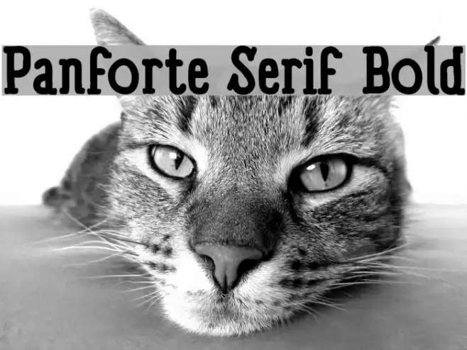 Panforte Serif Bold Font examples