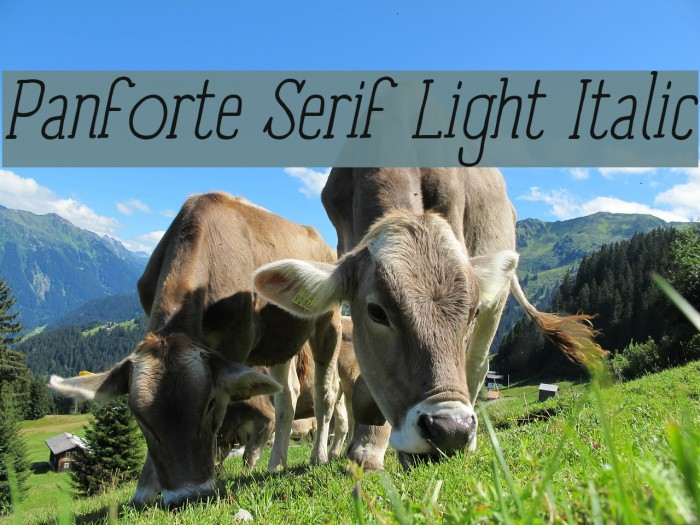 Panforte Serif Light Italic Font examples