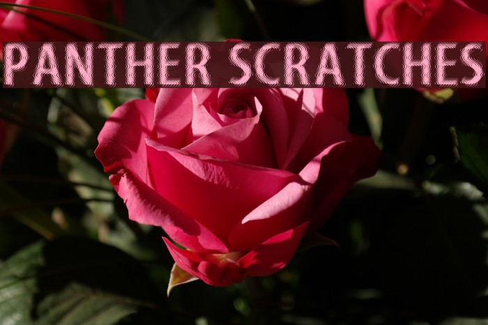 Panther Scratches Polices examples