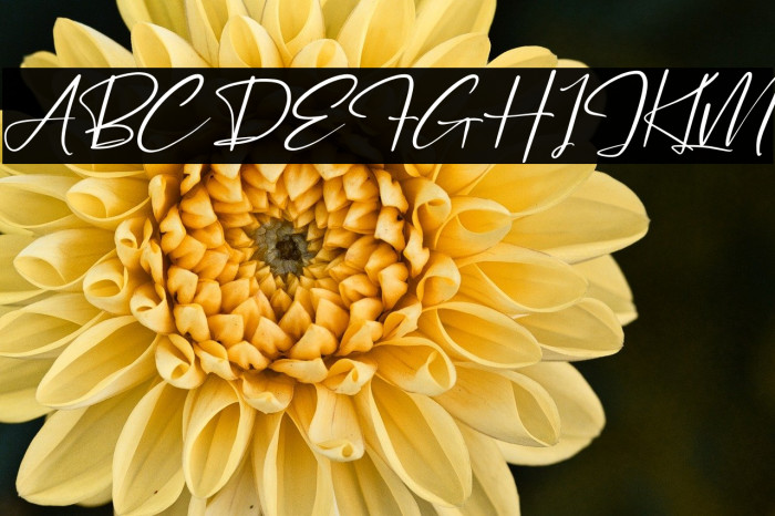 Pantherdam Signature Italic Example 2