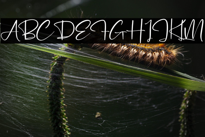 Pantherdam Signature Example 1