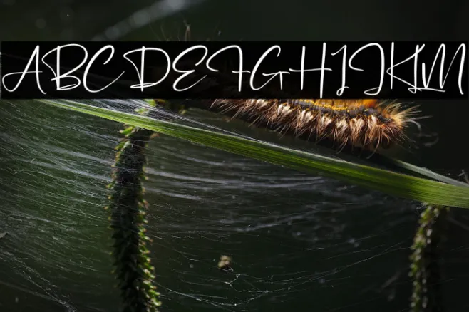 Pantherdam Signature Example 1