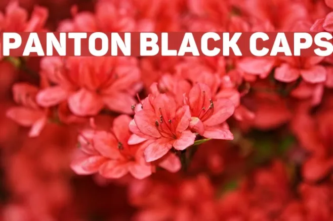 Panton Black Caps Example 3