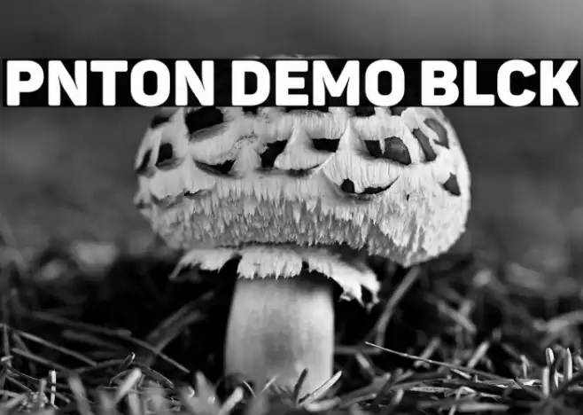 Panton Demo Black Font examples