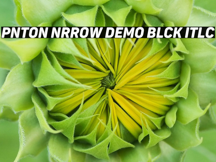 Panton Narrow Demo Black Italic Example 2