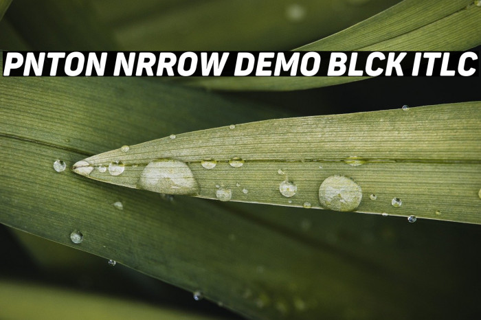 Panton Narrow Demo Black Italic Example 3