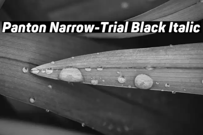 Panton Narrow-Trial Black Italic Font examples