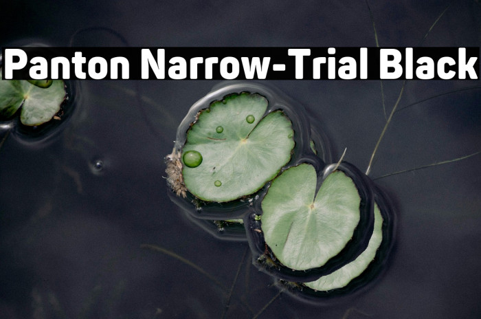 Panton Narrow-Trial Black Example 3
