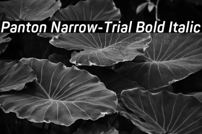 Panton Narrow-Trial Bold Italic Font examples