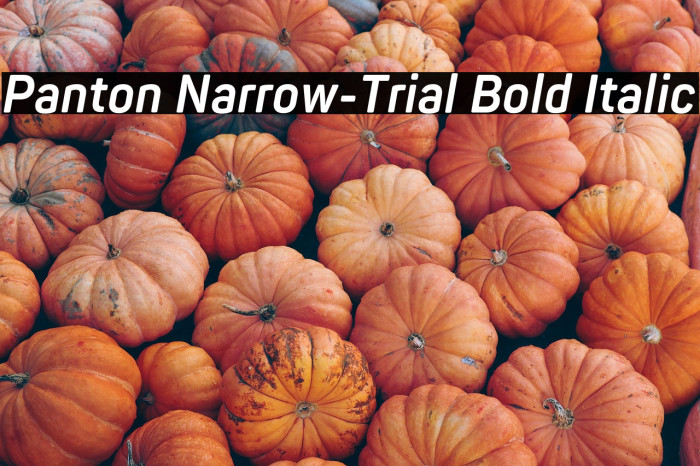 Panton Narrow-Trial Bold Italic Example 3