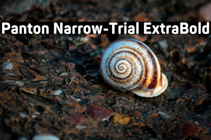 Panton Narrow-Trial ExtraBold Example 2