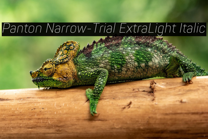 Panton Narrow-Trial ExtraLight Italic Example 2