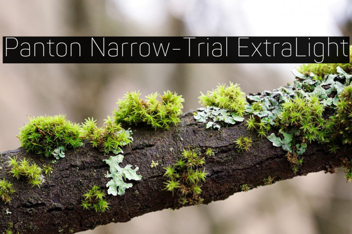 Panton Narrow-Trial ExtraLight Example 2