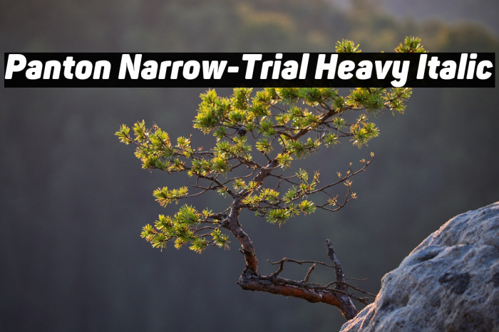 Panton Narrow-Trial Heavy Italic Example 2