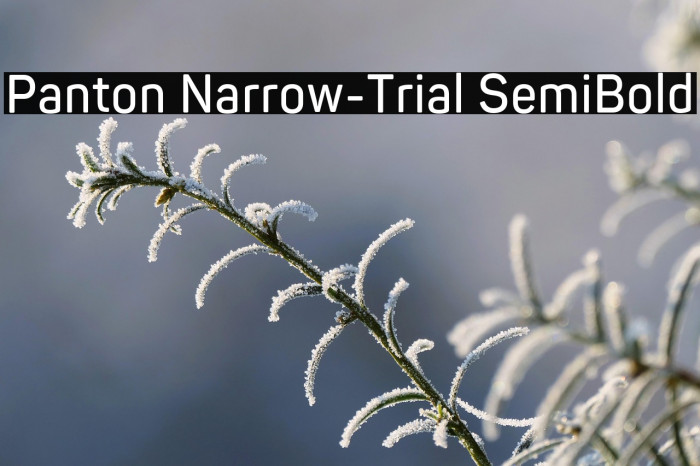 Panton Narrow-Trial SemiBold Example 3