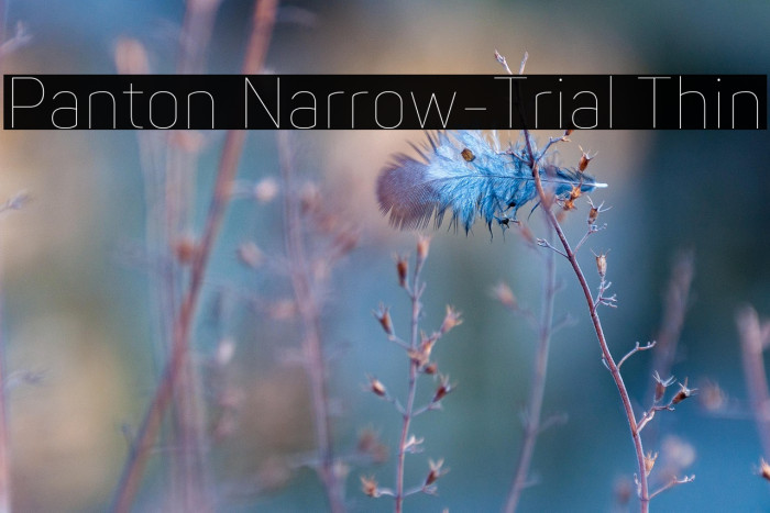 Panton Narrow-Trial Thin Example 1