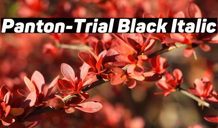Panton-Trial Black Italic Example 2