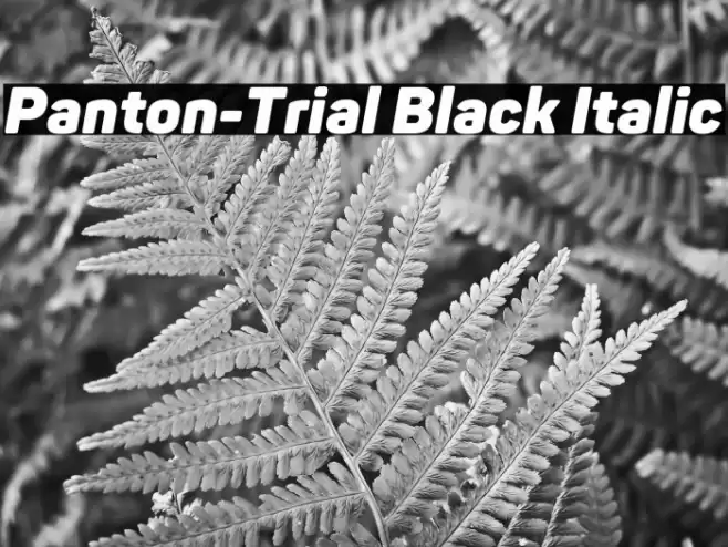 Panton-Trial Black Italic Font examples
