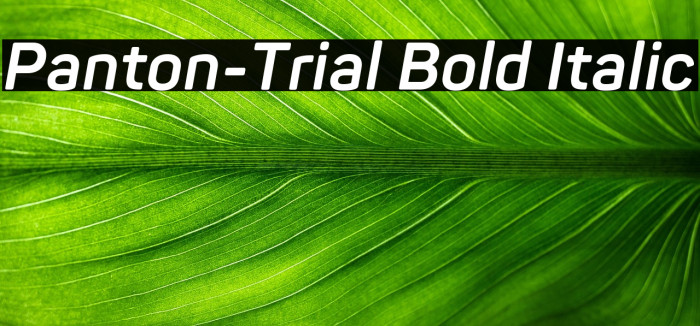 Panton-Trial Bold Italic Example 2