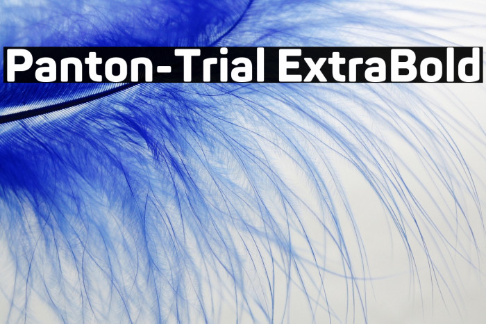 Panton-Trial ExtraBold Example 2