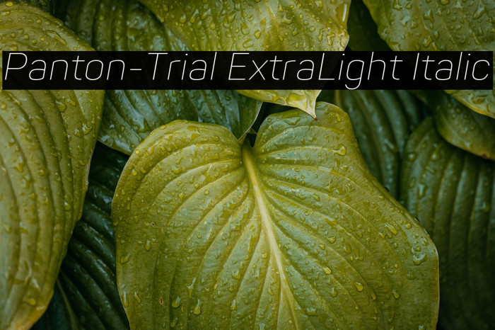 Panton-Trial ExtraLight Italic Example 2