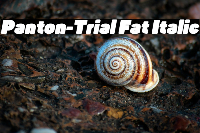 Panton-Trial Fat Italic Example 1