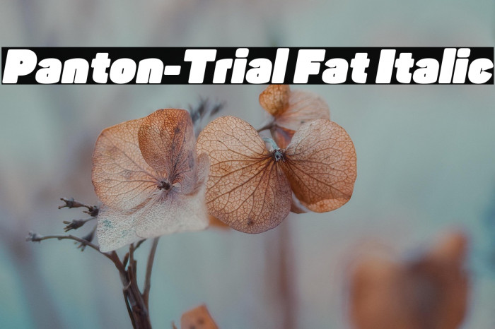 Panton-Trial Fat Italic Example 2