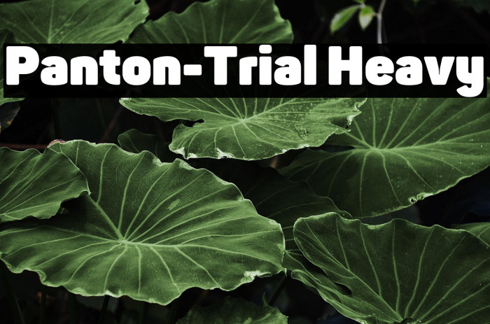 Panton-Trial Heavy Example 2