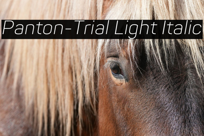 Panton-Trial Light Italic Example 3