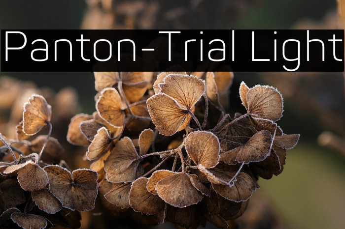 Panton-Trial Light Example 3