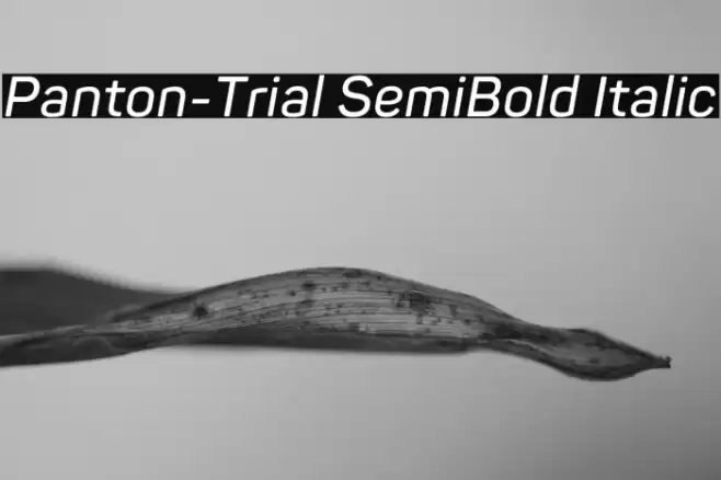 Panton-Trial SemiBold Italic Font examples