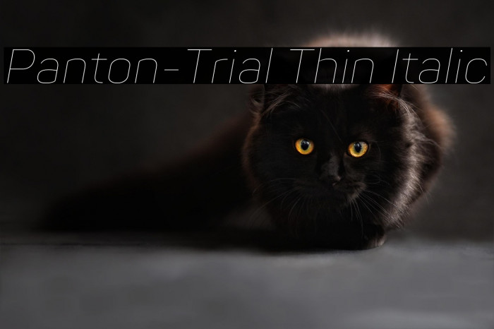 Panton-Trial Thin Italic Example 1