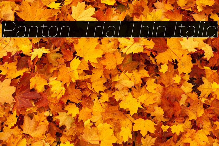 Panton-Trial Thin Italic Example 2