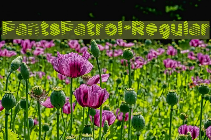 PantsPatrol-Regular Font examples