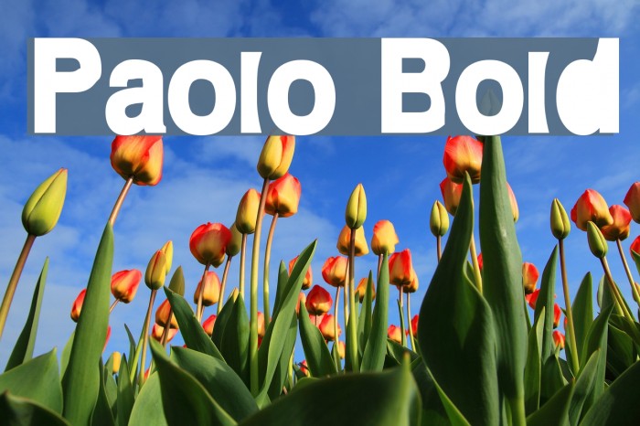 Paolo Bold Font examples